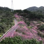 たかがヤンバル、されどヤンバル!名護の森はヤンバルンバ!